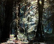 Forest Sunlight